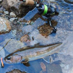 真夏の山でイワナ釣り ～九頭竜川水系～